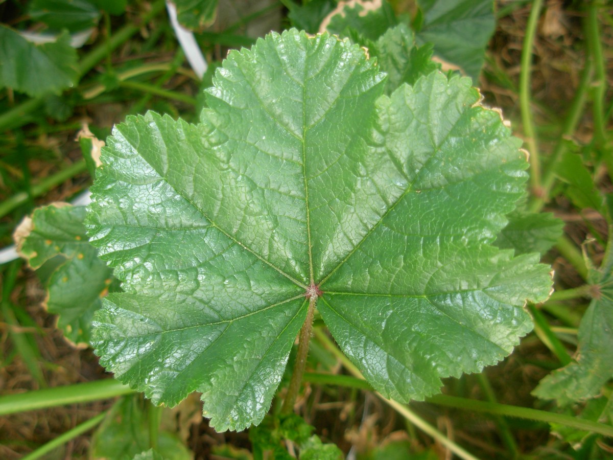 Malva nicaeensis All.